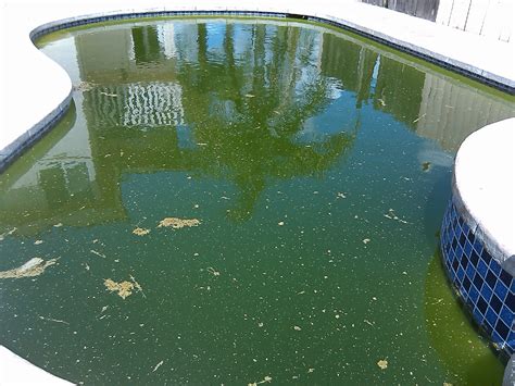 Algae infested pools