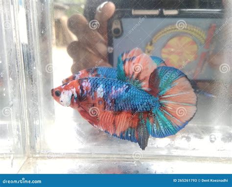 Ikan cupang giant stock image. Image of betta, cupang - 265261793