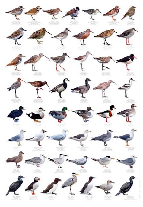 Shore Birds Nature Poster