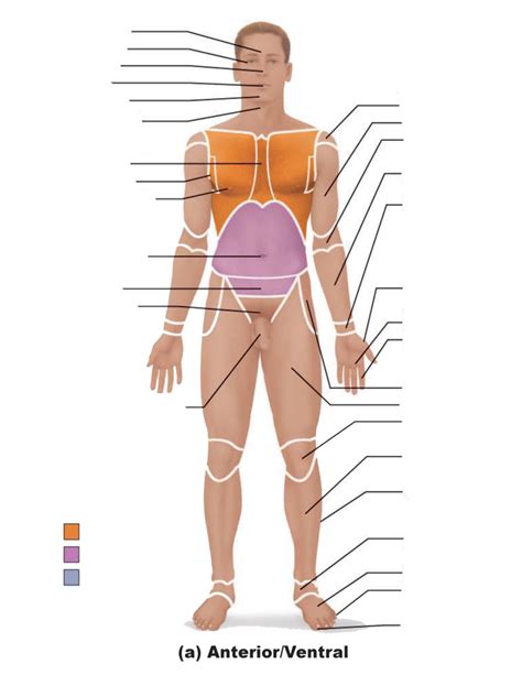 Anterior/Ventral Labeling Diagram | Quizlet