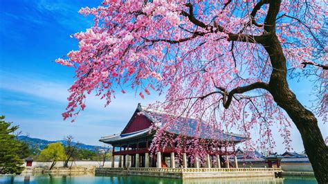 Gyeongbokgung Palace Cherry Blossoms and Nighttime Views