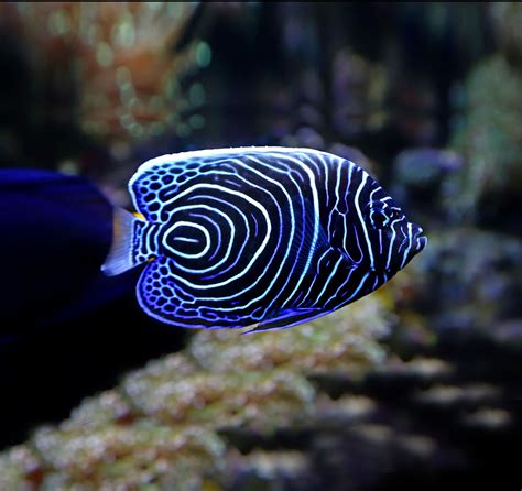 Blue Angelfish Saltwater