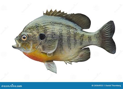 Bluegill Sunfish Isolated On White Stock Photos - Image: 26564933