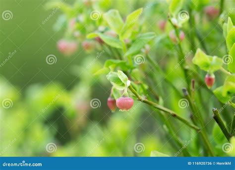 Blooming European Blueberry, Vaccinium Myrtillus Plant Stock Photo ...