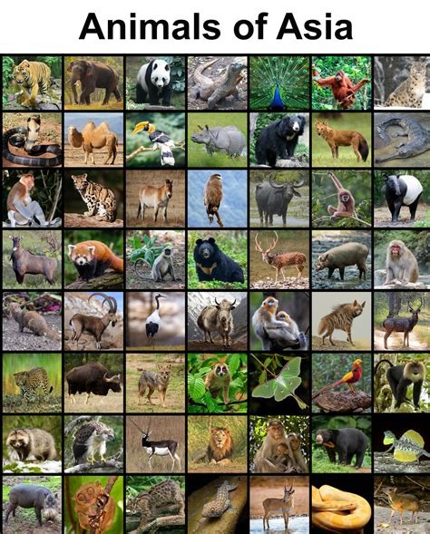 Animals of Asia by Uranimated18 on DeviantArt