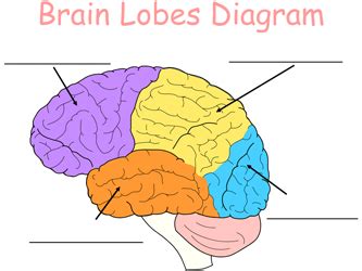 Lobes Of The Brain : The Lobes And Limbic System - The frontal lobe is ...