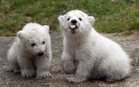 Grizzly And Polar Bear Cub - Daune Eolande