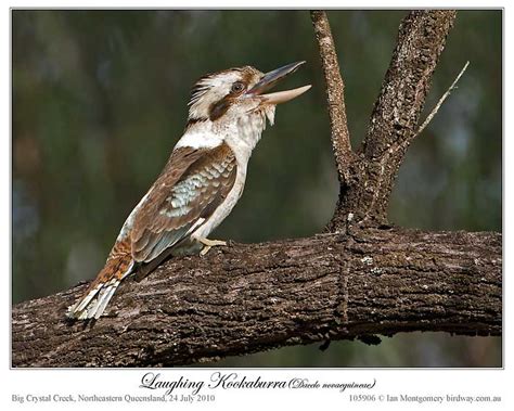 Ian’s Bird of the Week – Laughing Kookaburra | Lee's Birdwatching ...