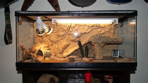 Bearded Dragon Habitat: How to Create the Best Tank Setup?