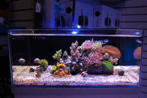 Fragbox's Pico Saltwater Tank - Reef Casa