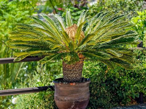 Sago Palm Soil Requirements: Learn About The Best Soil For Sagos