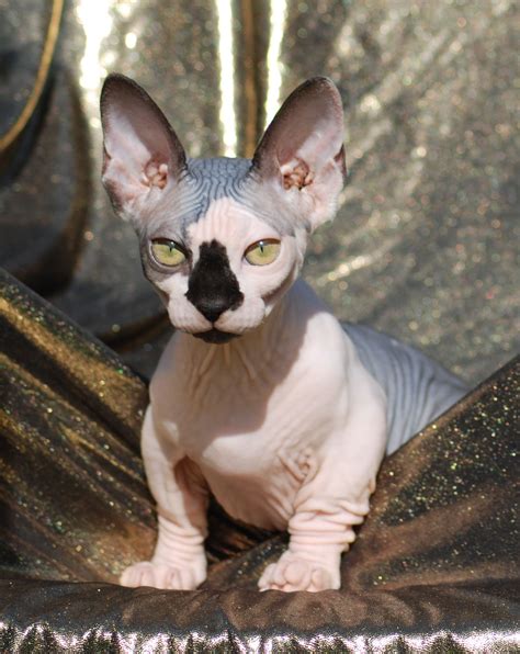 The Bambino is a breed of cat that was created as a cross between the Sphynx and the Munchkin ...