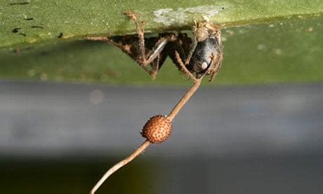 'Zombie ants' controlled by parasitic fungus for 48m years ...