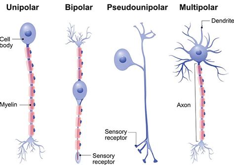 Types of neurons - Queensland Brain Institute - University of ...