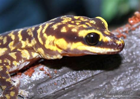 MARBLED VELVET GECKO - Reptile and Grow