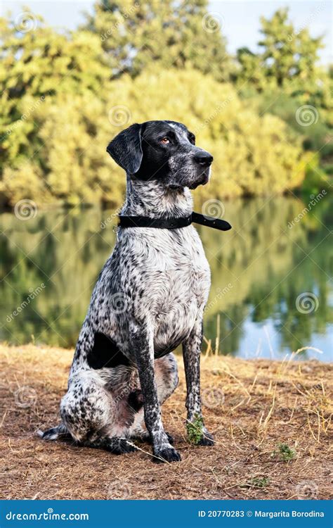 Portrait Of German Short Hair Pointer Stock Image - Image of grass ...