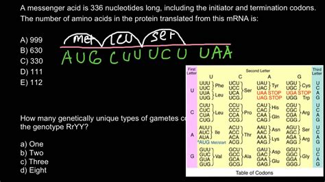 Nucleotide To Amino Acid Conversion Table | Cabinets Matttroy