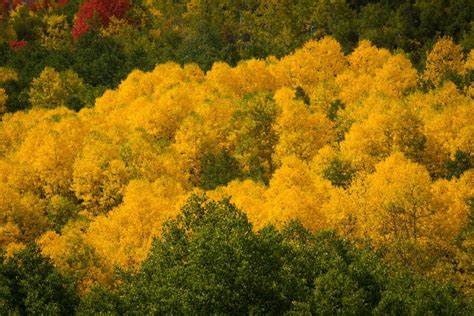 Utah Fall Colors 2012 | Clint Losee Photography