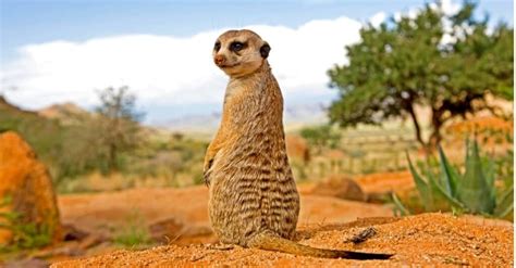 Mongoose vs Meerkat: 5 Key Differences - A-Z Animals