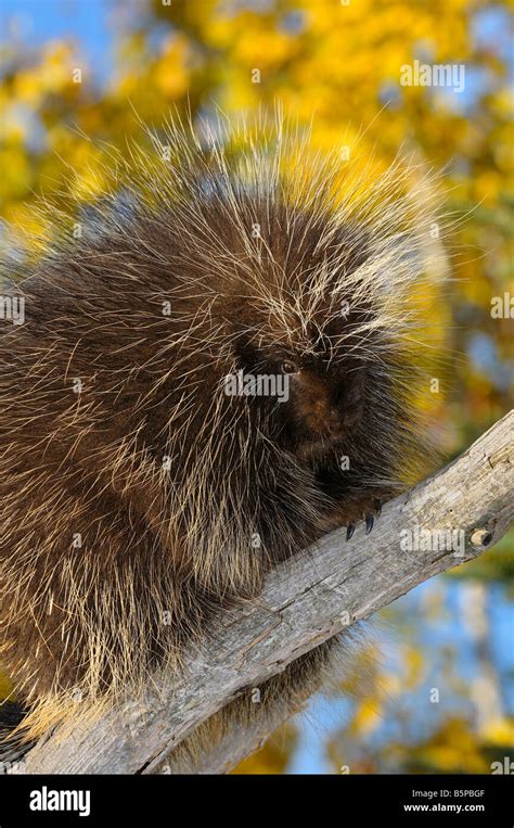 North American Porcupine on a dead tree limb with yellow birch leaves in the Fall Stock Photo ...