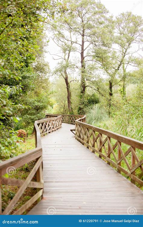 Jungle Background Pleasant Scenery Stock Images - 3 Photos