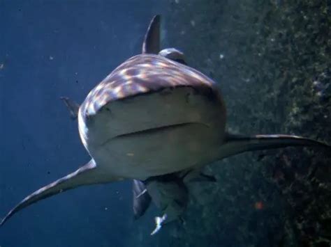 Bull Shark Facts For Kids | Bull Shark Habitat & Diet