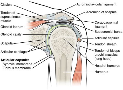 Shoulder Joint Muscles