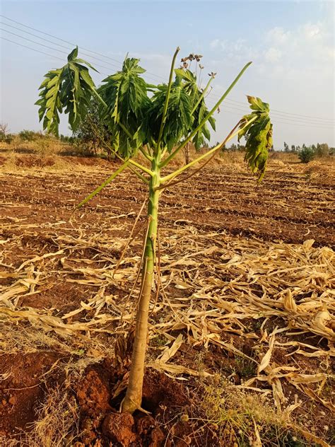 Papaya tree growing in a field - PixaHive