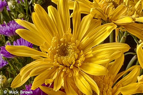 Yellow Chrysanthemum Closeup | Yellow chrysanthemum, Chrysanthemum, Plants