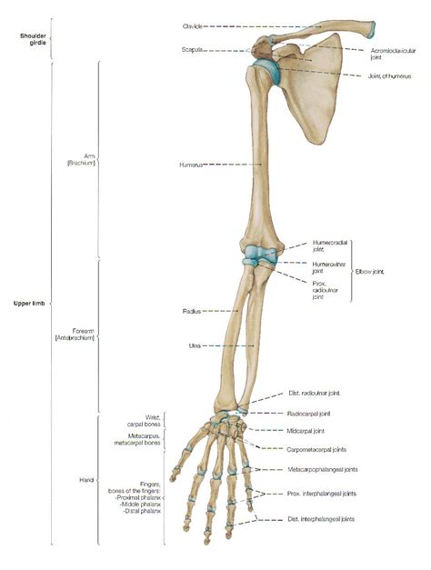 Arm bones | Arm anatomy, Arm bones, Anatomy bones