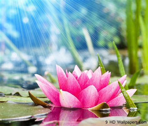 Lotus Flower Wallpapers - Wallpaper Cave