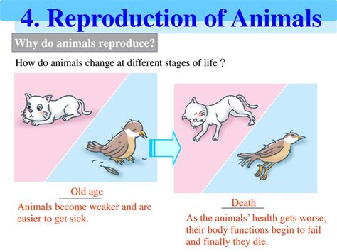 Animals Reproduction