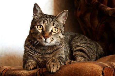 Your Cat's Body Language | Fohey Veterinary Hospital
