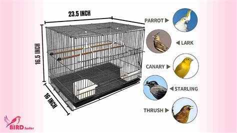 Bird Cage Size Chart | Decode Perfect Cage Selection