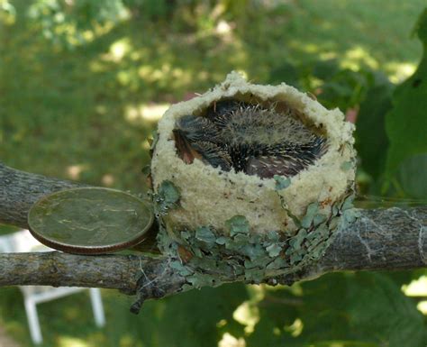 Ohio Birds and Biodiversity: Ruby-throated Hummingbird nest