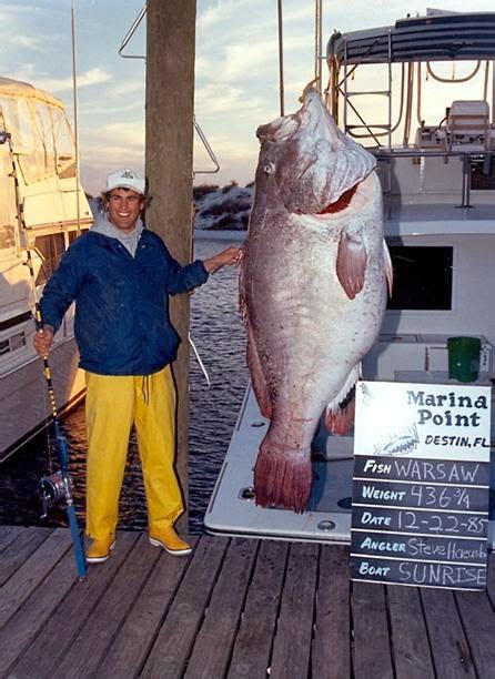 Big Fishes of the World: GROUPER WARSAW (Epinephelus nigritus)