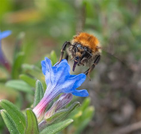 P4010035-2 | common carder bee showing proboscis action whil… | Flickr