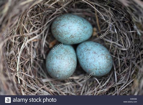 Blackbird Egg Stock Photos & Blackbird Egg Stock Images - Alamy