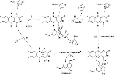 Mechanism of Chorismate Synthase - Journal of Biological Chemistry