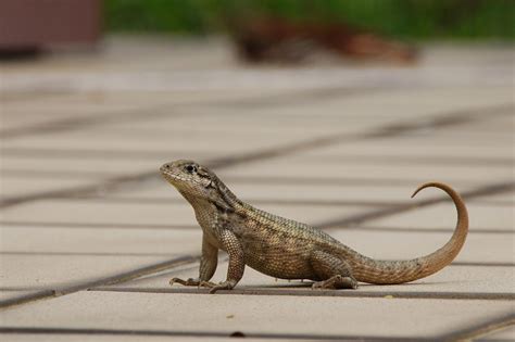 Northern curly-tailed lizard | BirdForum