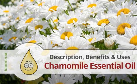 Chamomile Essential Oil. Description, Benefits & Uses