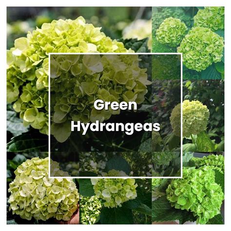 How to Grow Green Hydrangeas - Plant Care & Tips | NorwichGardener