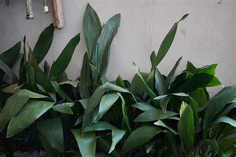 How to Grow and Care for Cast Iron Plants (Aspidistra Elatior)