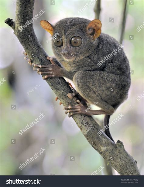 Tarsier Monkey In Tree, Bohol Island, Philippines Stock Photo 76537690 : Shutterstock