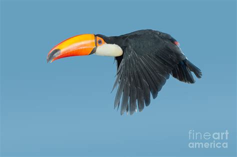 Toco Toucan In Flight Photograph by Anthony Mercieca - Pixels