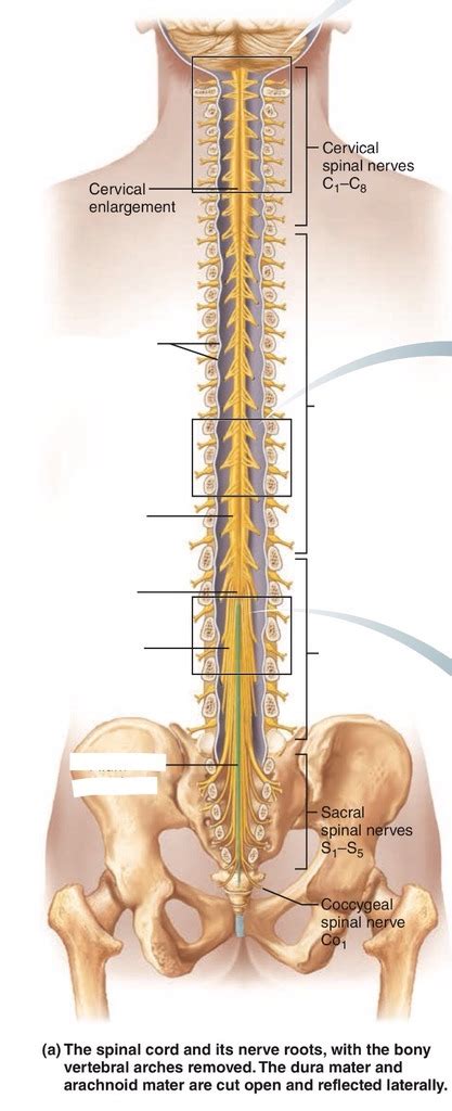 Spinal Nerve Roots Chart