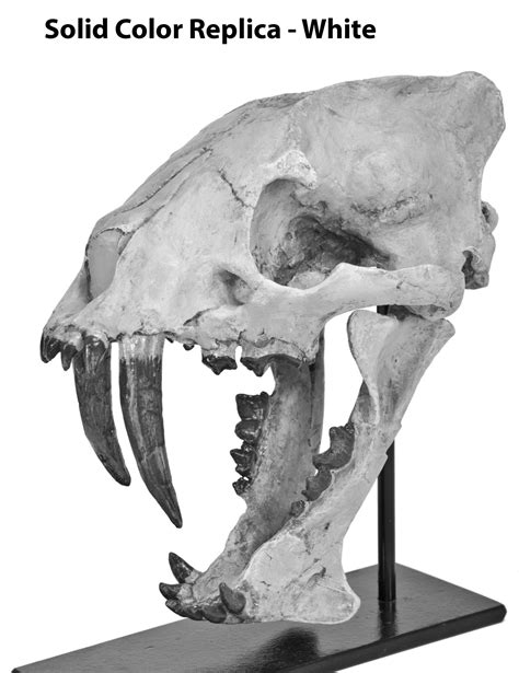 Hoplophoneus primaevus Skull – Black Hills Institute