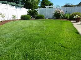 How to Care for Sod Grass | Bermuda | Zoysia | St. Augustine | New Sod ...