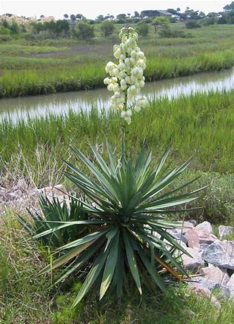 New Mexico State Flower | Yucca