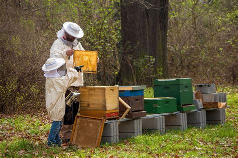 Soll ich Bienen halten? | Bienen + Imkerei